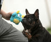 DogFri™ MonsterBall - Monster Hond Actief Bal Speelgoed